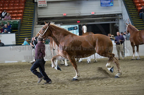 NABC8_10132016_SCL_5203