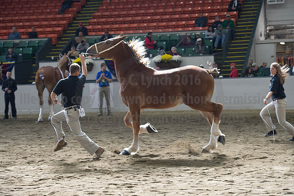 NABC8_10122016_SCL_2845